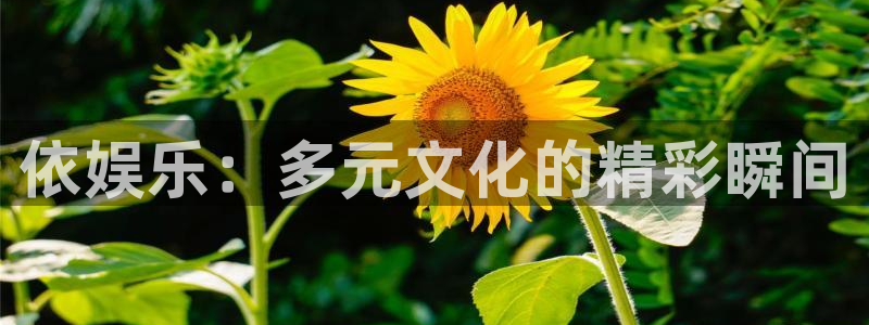 mg不朽情缘爆分后怎么拿奖励：依娱乐：多元文化的精彩瞬间